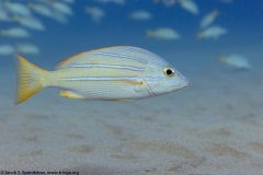 Bluestripe Snapper