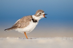 Piping Plover