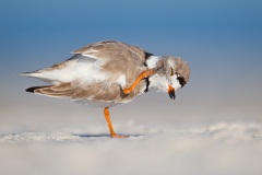 Piping Plover