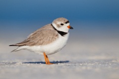 Piping Plover