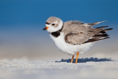 Piping Plover