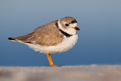 Piping Plover