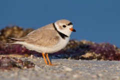 Piping Plover