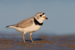 Piping Plover