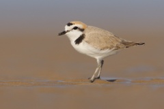 Snowy Plover