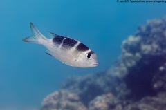 Bigeye Emperor