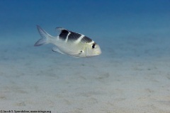 Bigeye Emperor