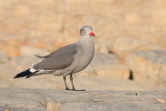 Heermann's Gull