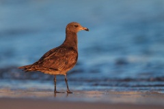 Heermann's Gull