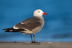 Heermann's Gull