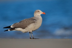 Heermann's Gull