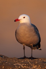 Heermann's Gull