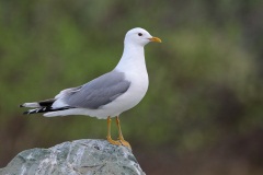 Mew Gull