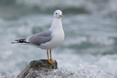 Mew Gull