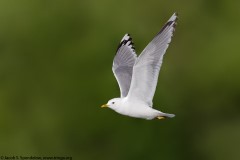 Mew Gull