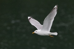 Mew Gull