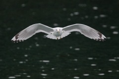 Mew Gull