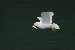 Mew Gull