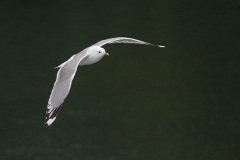 Mew Gull