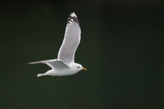 Mew Gull