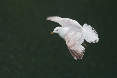 Mew Gull