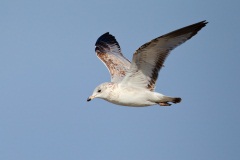 Ring-billed Gull