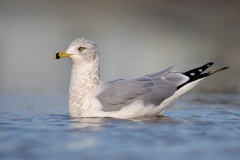 Ring-billed Gull