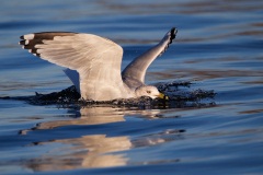 Ring-billed Gull