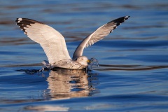 Ring-billed Gull