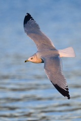 Ring-billed Gull