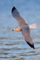 Ring-billed Gull