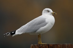 Ring-billed Gull