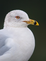 Ring-billed Gull