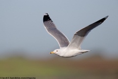 California Gull