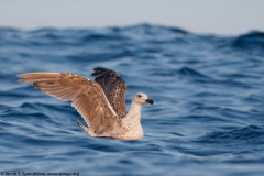 Great Black-backed Gull