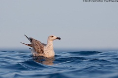 Great Black-backed Gull