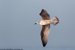 Great Black-backed Gull