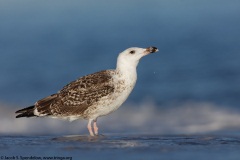 Great Black-backed Gull