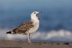 Great Black-backed Gull