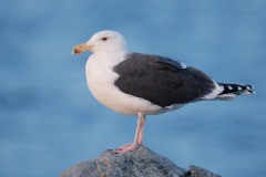 Great Black-backed Gull