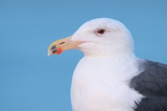 Great Black-backed Gull