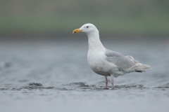 Glaucous-winged Gull