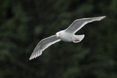 Glaucous-winged Gull