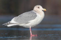 Glaucous-winged Gull X Western Gull (Olympic Gull)