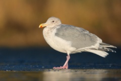 Glaucous-winged Gull X Western Gull (Olympic Gull)