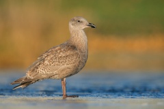 Glaucous-winged Gull X Western Gull (Olympic Gull)