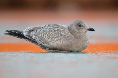 Glaucous-winged Gull X Western Gull (Olympic Gull)