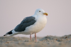 Western Gull