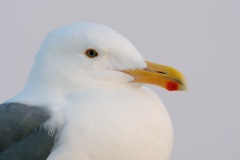 Western Gull