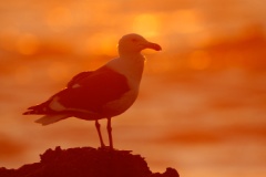 Western Gull